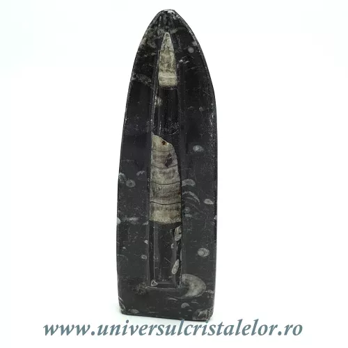 Orthoceras placa cu baza Orthoceras placa cu baza