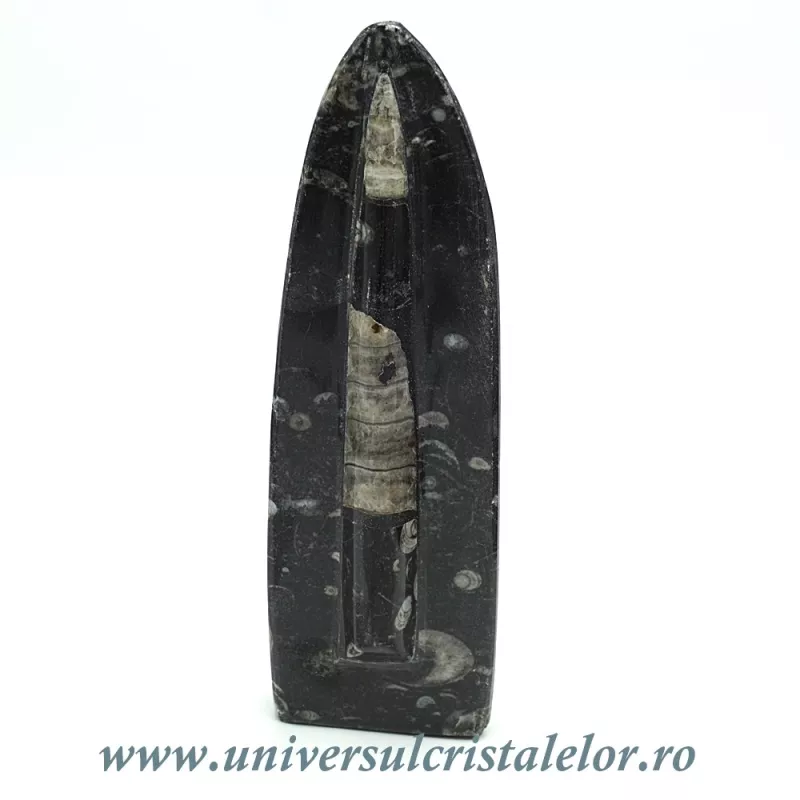 Orthoceras placa cu baza Orthoceras placa cu baza