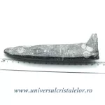 Orthoceras placa cu baza Orthoceras placa cu baza