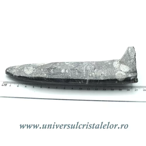 Orthoceras placa cu baza Orthoceras placa cu baza
