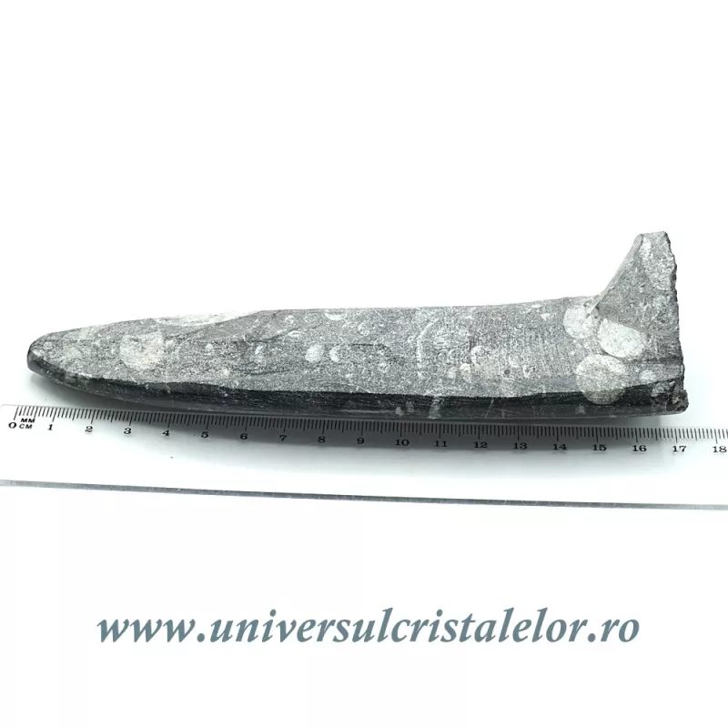 Orthoceras placa cu baza Orthoceras placa cu baza