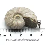 Pandantiv amonit cleoniceras Pandantiv amonit cleoniceras