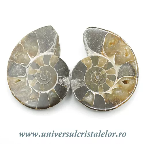 Amoniti cleoniceras pereche Amoniti cleoniceras pereche