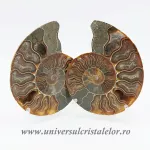 Amoniti cleoniceras pereche