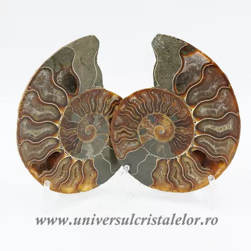 Amoniti cleoniceras pereche