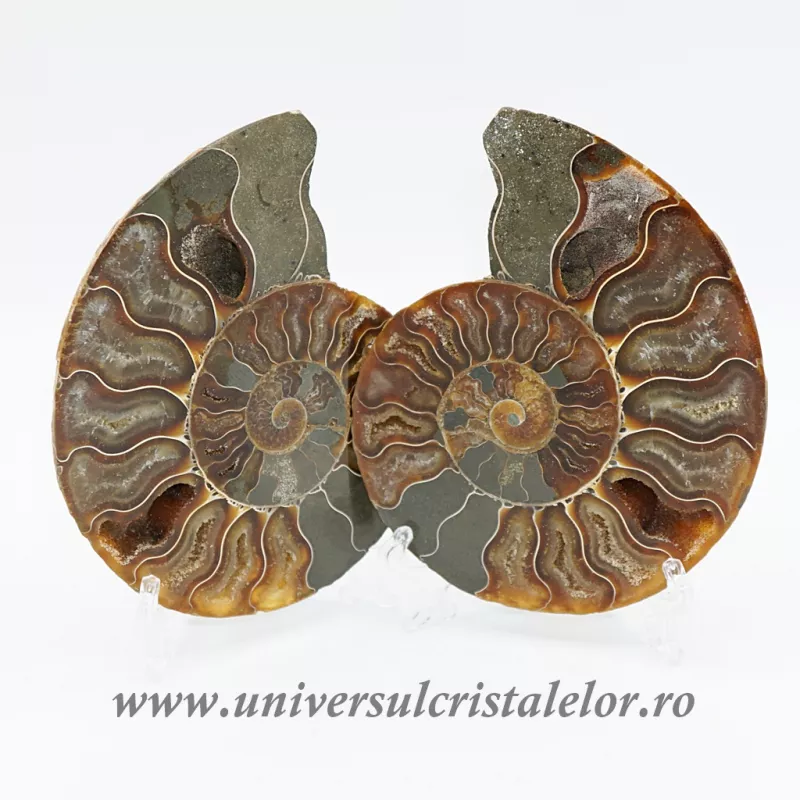 Amoniti cleoniceras pereche