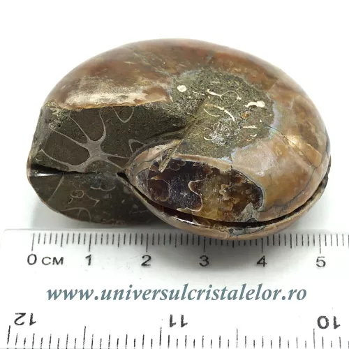 Amoniti cleoniceras pereche