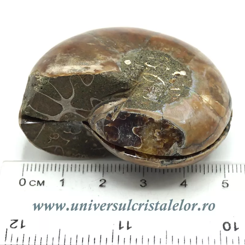 Amoniti cleoniceras pereche