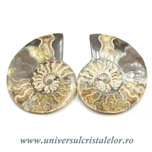 Amoniti cleoniceras pereche Amoniti cleoniceras pereche