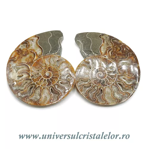 Amoniti cleoniceras pereche Amoniti cleoniceras pereche