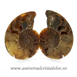 Amoniti cleoniceras pereche