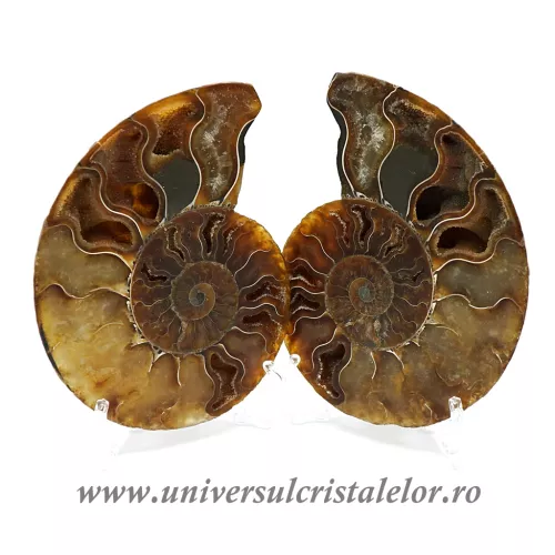 Amoniti cleoniceras pereche