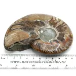 Amoniti cleoniceras pereche