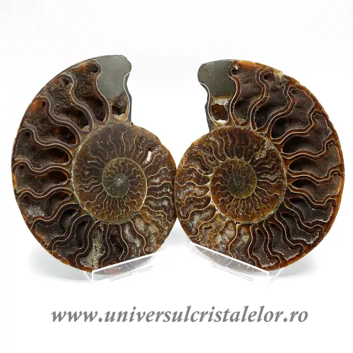 Amoniti cleoniceras pereche