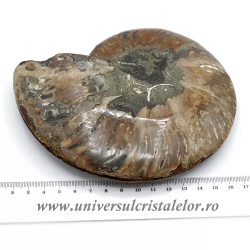 Amoniti cleoniceras pereche