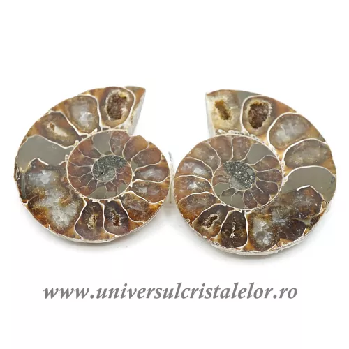 Amoniti cleoniceras pereche