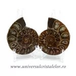 Amoniti cleoniceras pereche