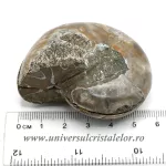 Amoniti cleoniceras pereche