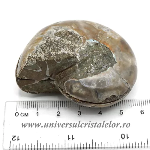 Amoniti cleoniceras pereche