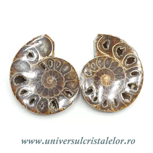 Amoniti cleoniceras pereche Amoniti cleoniceras pereche
