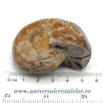 Amoniti cleoniceras pereche