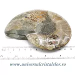 Amoniti cleoniceras pereche Amoniti cleoniceras pereche