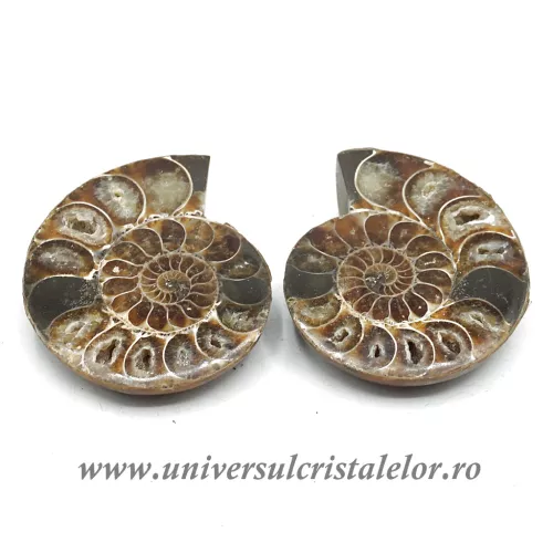 Amoniti cleoniceras pereche Amoniti cleoniceras pereche