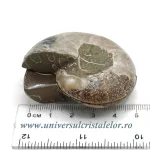 Amoniti cleoniceras pereche