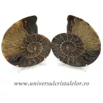 Amoniti cleoniceras pereche