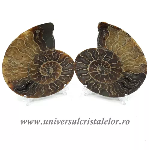 Amoniti cleoniceras pereche Amoniti cleoniceras pereche