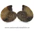 Amoniti cleoniceras pereche