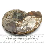 Amoniti cleoniceras pereche