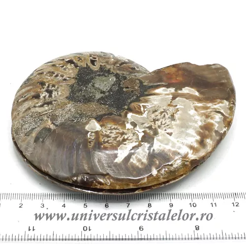 Amoniti cleoniceras pereche Amoniti cleoniceras pereche