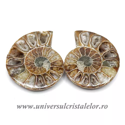 Amoniti cleoniceras pereche