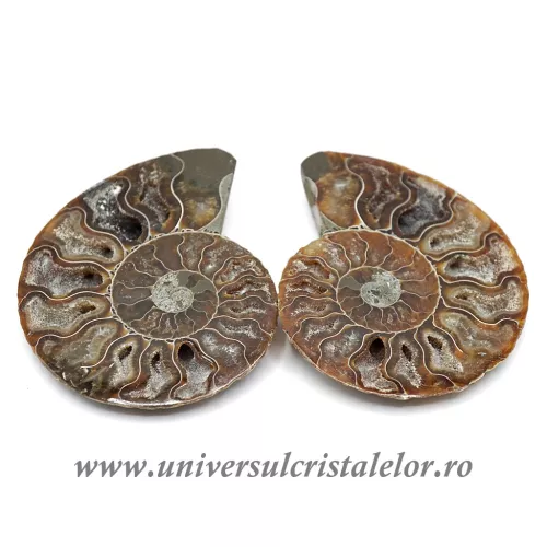 Amoniti cleoniceras pereche