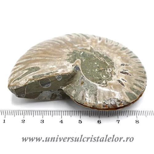 Amoniti cleoniceras pereche