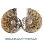 Amoniti cleoniceras pereche