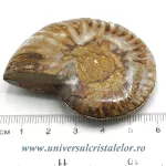 Amoniti cleoniceras pereche