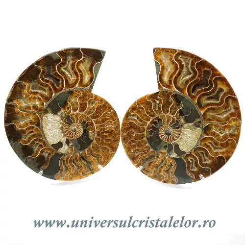 Amoniti cleoniceras pereche Amoniti cleoniceras pereche
