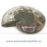 Amoniti cleoniceras pereche