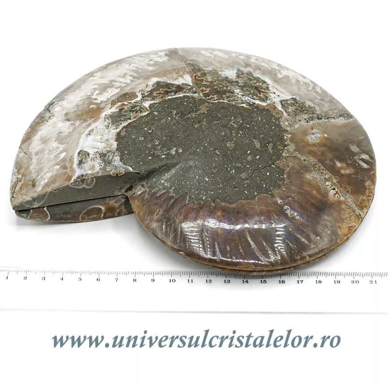 Amoniti cleoniceras pereche