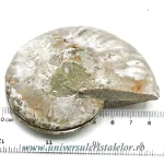 Amoniti cleoniceras pereche