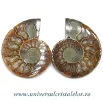 Amoniti cleoniceras pereche