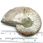 Amoniti cleoniceras pereche