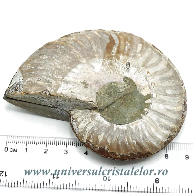 Amoniti cleoniceras pereche