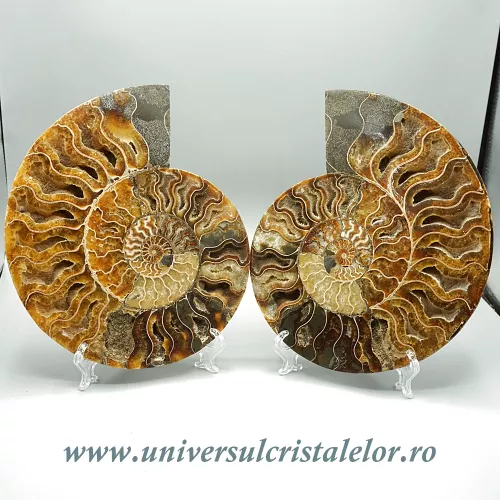 Amoniti cleoniceras pereche Amoniti cleoniceras pereche
