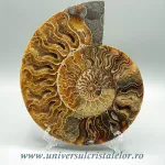 Amoniti cleoniceras pereche