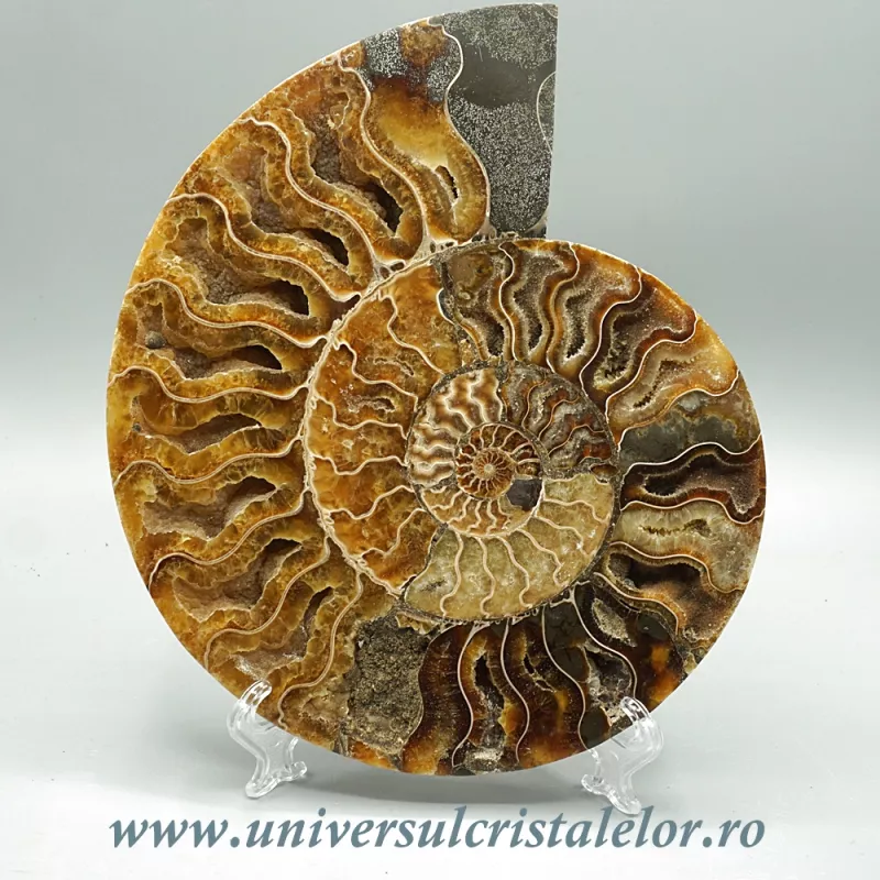 Amoniti cleoniceras pereche