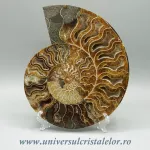 Amoniti cleoniceras pereche