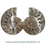 Amoniti cleoniceras pereche